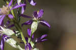 Eastern silver aster